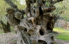 Discover Mallorca’s Secret Olive Groves: A Rural Experience with Local Flavour