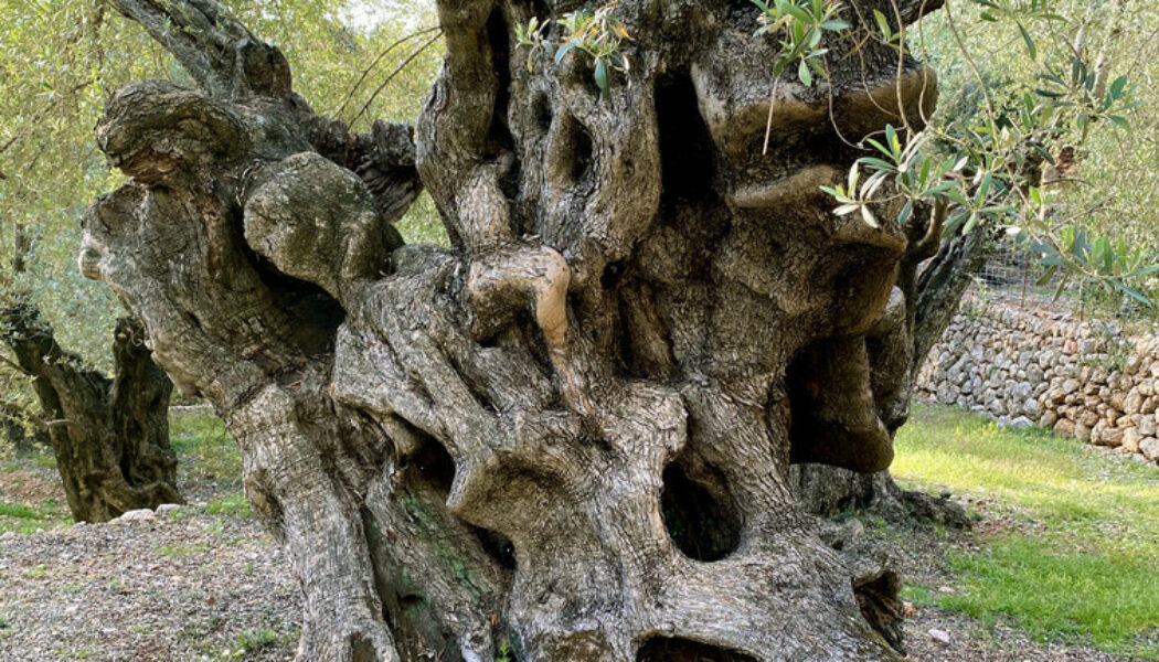 Discover Mallorca’s Secret Olive Groves: A Rural Experience with Local Flavour