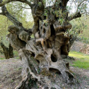 Discover Mallorca’s Secret Olive Groves: A Rural Experience with Local Flavour
