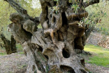 Discover Mallorca’s Secret Olive Groves: A Rural Experience with Local Flavour