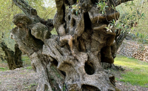 Discover Mallorca’s Secret Olive Groves: A Rural Experience with Local Flavour