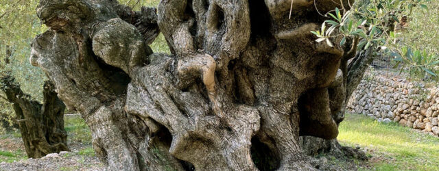 Discover Mallorca’s Secret Olive Groves: A Rural Experience with Local Flavour