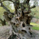 Discover Mallorca’s Secret Olive Groves: A Rural Experience with Local Flavour
